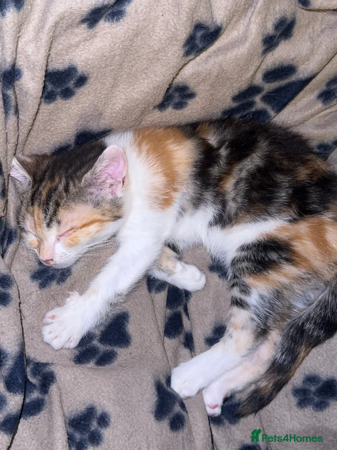 Mixed Breed cats for sale: Cuddly Cute Kittens x - Advert 21