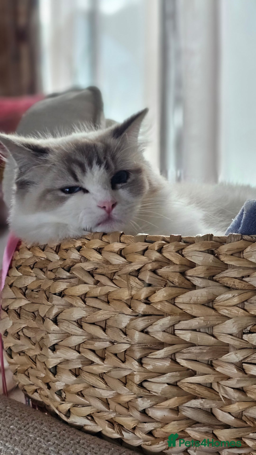 Ragdoll cats for sale: Ragdoll  - Image 5