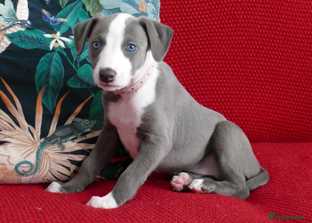 Whippet dogs for sale: Beautiful Pedigree Whippet puppies, healthy happy  - Image 5