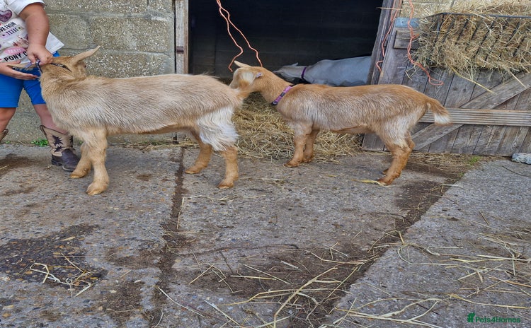 Goats livestock - Advert 1