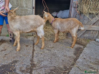 Goats livestock - Advert 36