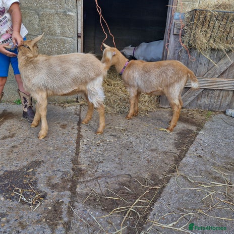 Goats livestock - Advert 17