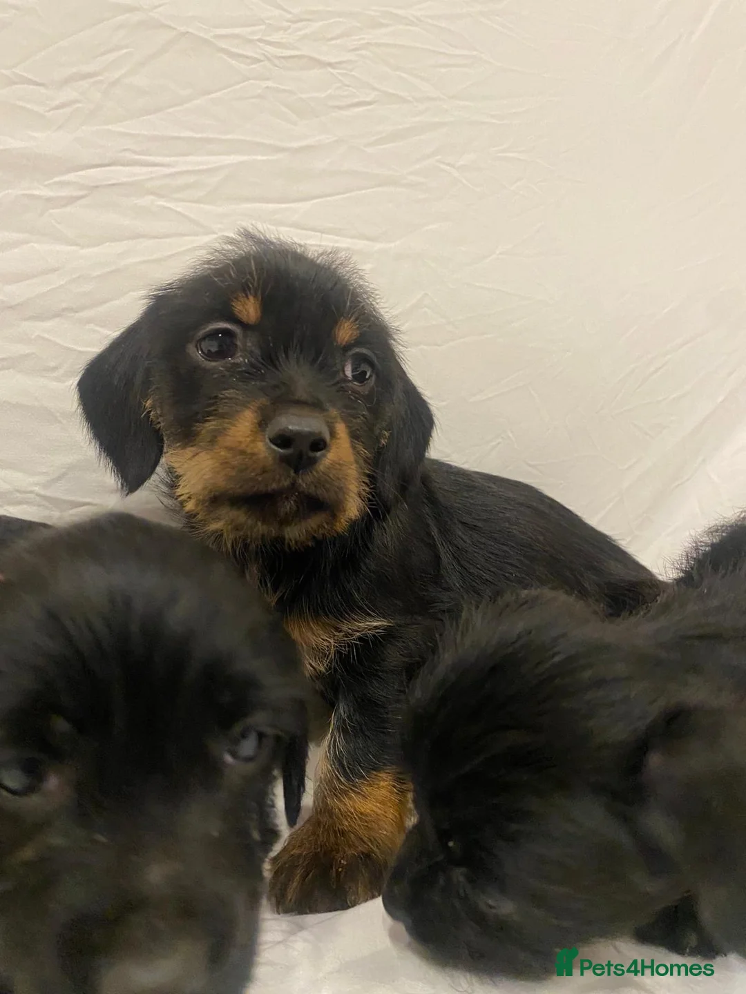 Mixed Breed dogs for sale: Beautiful dachshund/shih Tzu puppy’s  in Doncaster - Advert 9