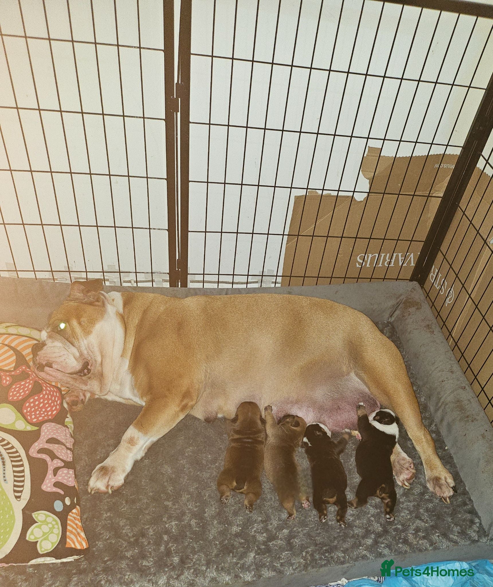 English Bulldog dogs Beutiful Registered English bulldogs - Advert 2