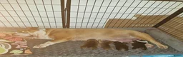 English Bulldog dogs for sale: Beutiful Registered English bulldogs - Advert 1