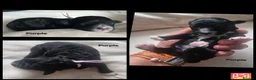 Maltipoo dogs for sale: F1b Maltipoo pups - Advert 14