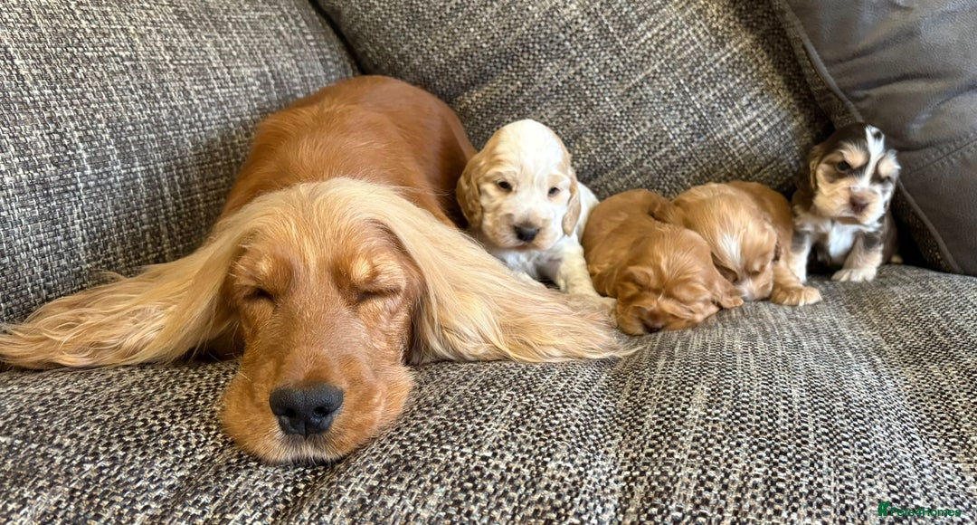 Cocker Spaniel dogs for sale: Extensively health tested, cocker spaniels. - Advert 9