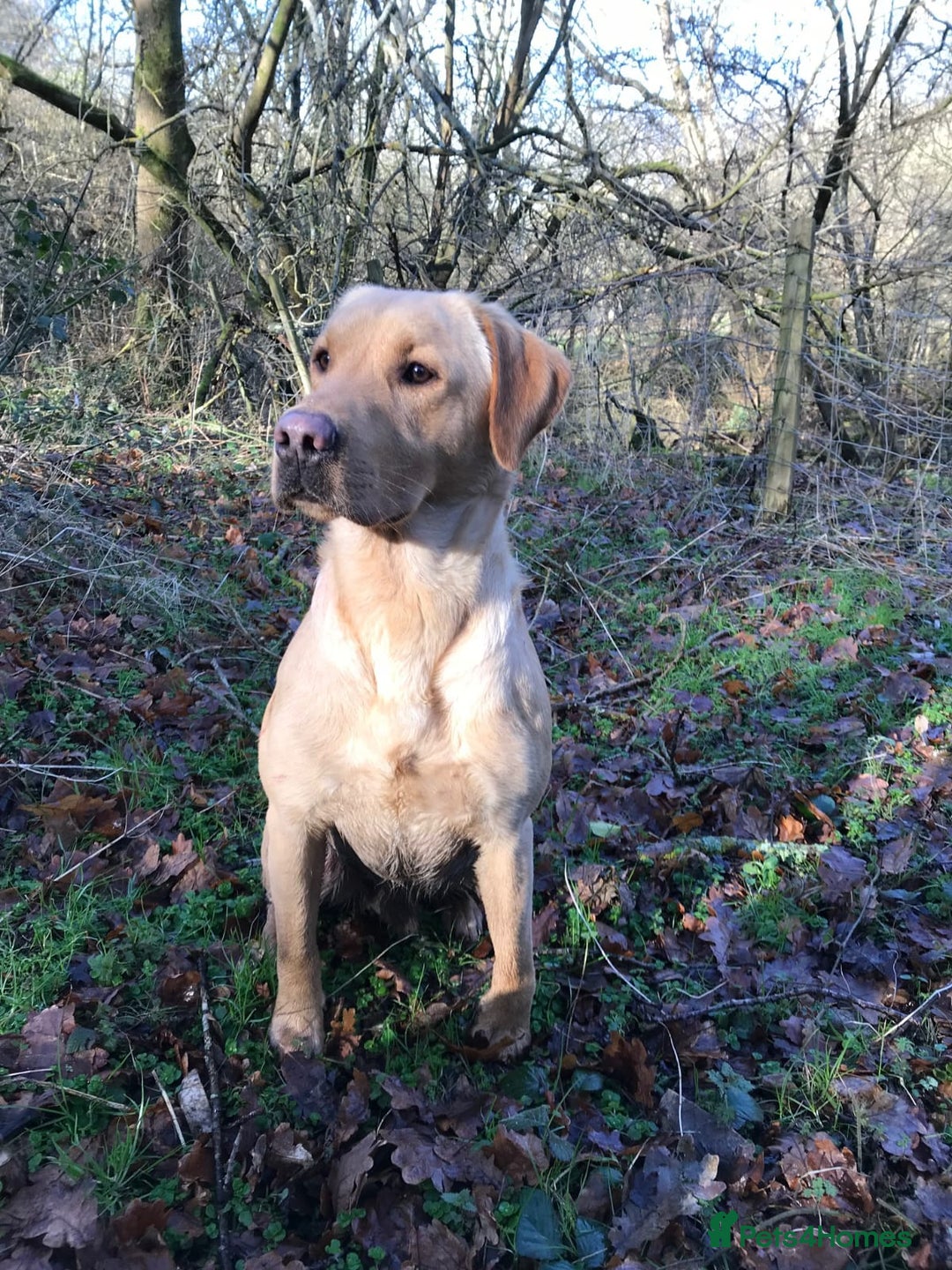 Labrador Retriever dogs for sale: KC Labrador puppies 5weeks old 3 boys  - Image 6