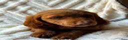 Cocker Spaniel dogs for sale: 9 Gorgeous Cocker Spaniel Puppies For Sale! - Advert 12