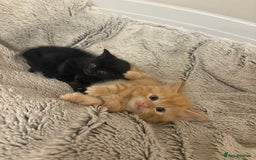 Mixed Breed cats for sale: beautiful kittens for sale - Image 6