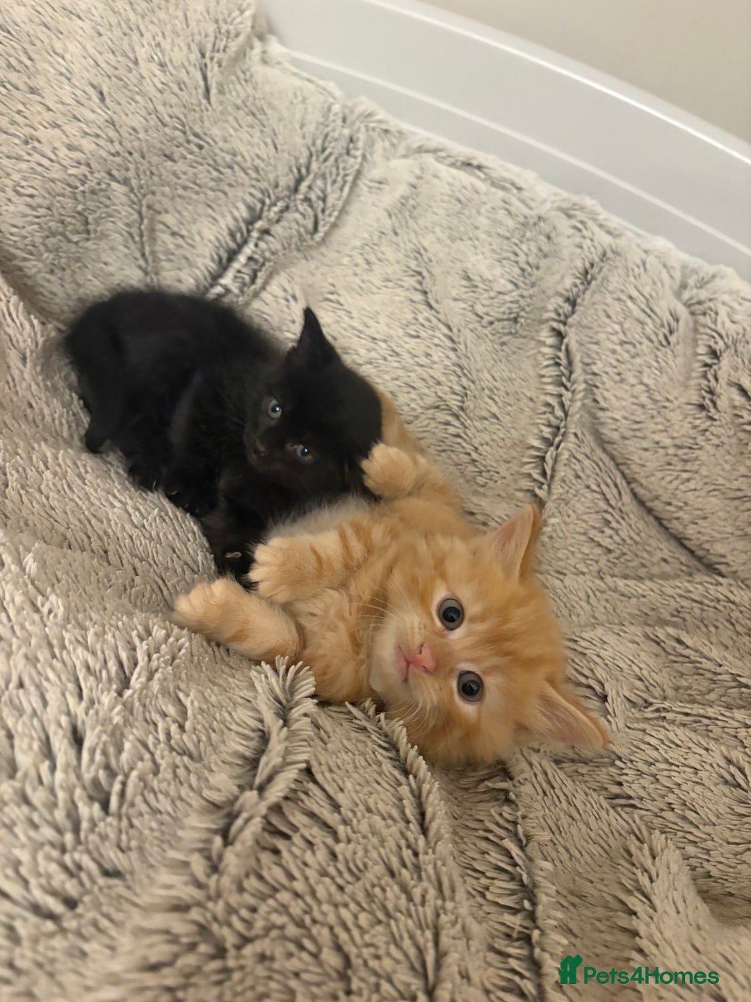 Mixed Breed cats for sale: beautiful kittens for sale - Image 6