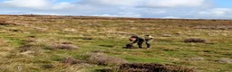 Cocker Spaniel dogs for sale: Sort hard to find - Advert 15