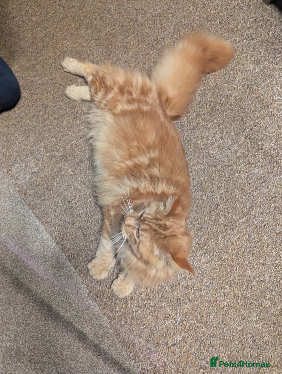 Maine Coon cats for sale: Maine coon  - Advert 12