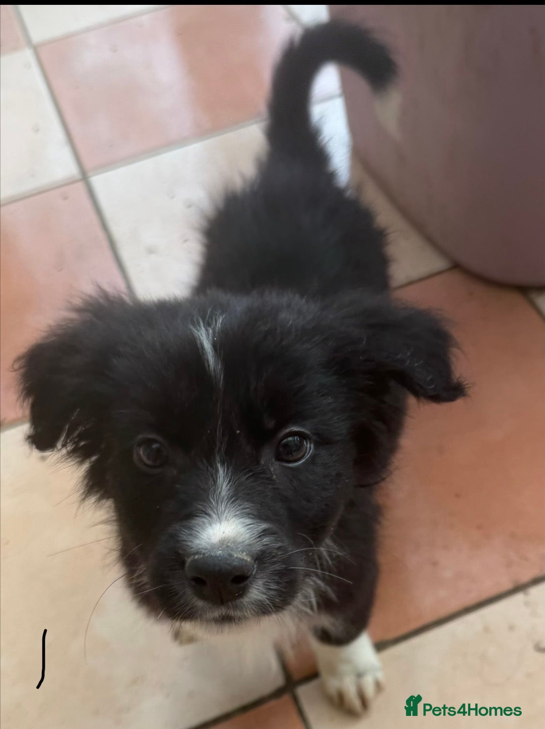 Border Collie dogs Border collie puppies  - Advert 6