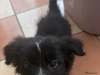 Border Collie dogs Border collie puppies - Advert 6