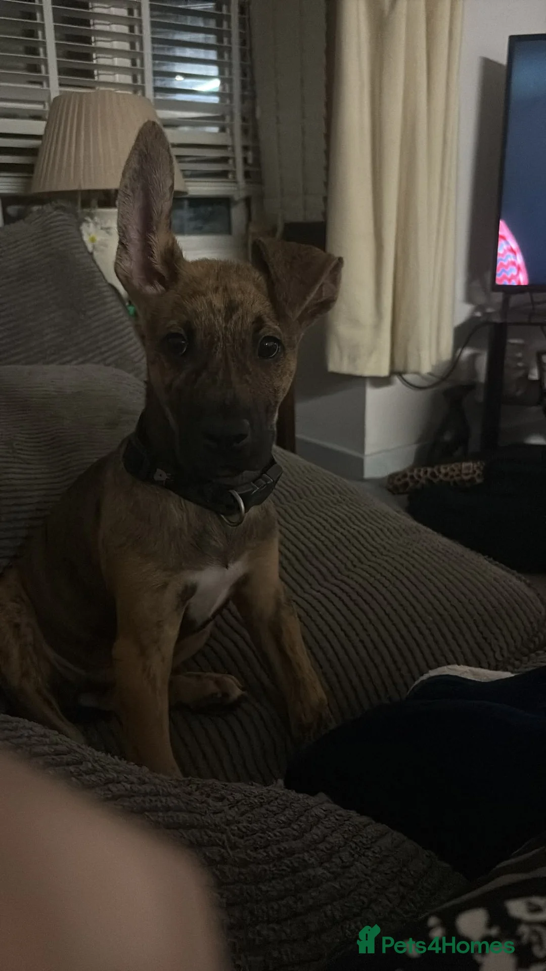 Mixed Breed dogs for sale: Beautiful Malinois cross German shepherd  - Advert 5