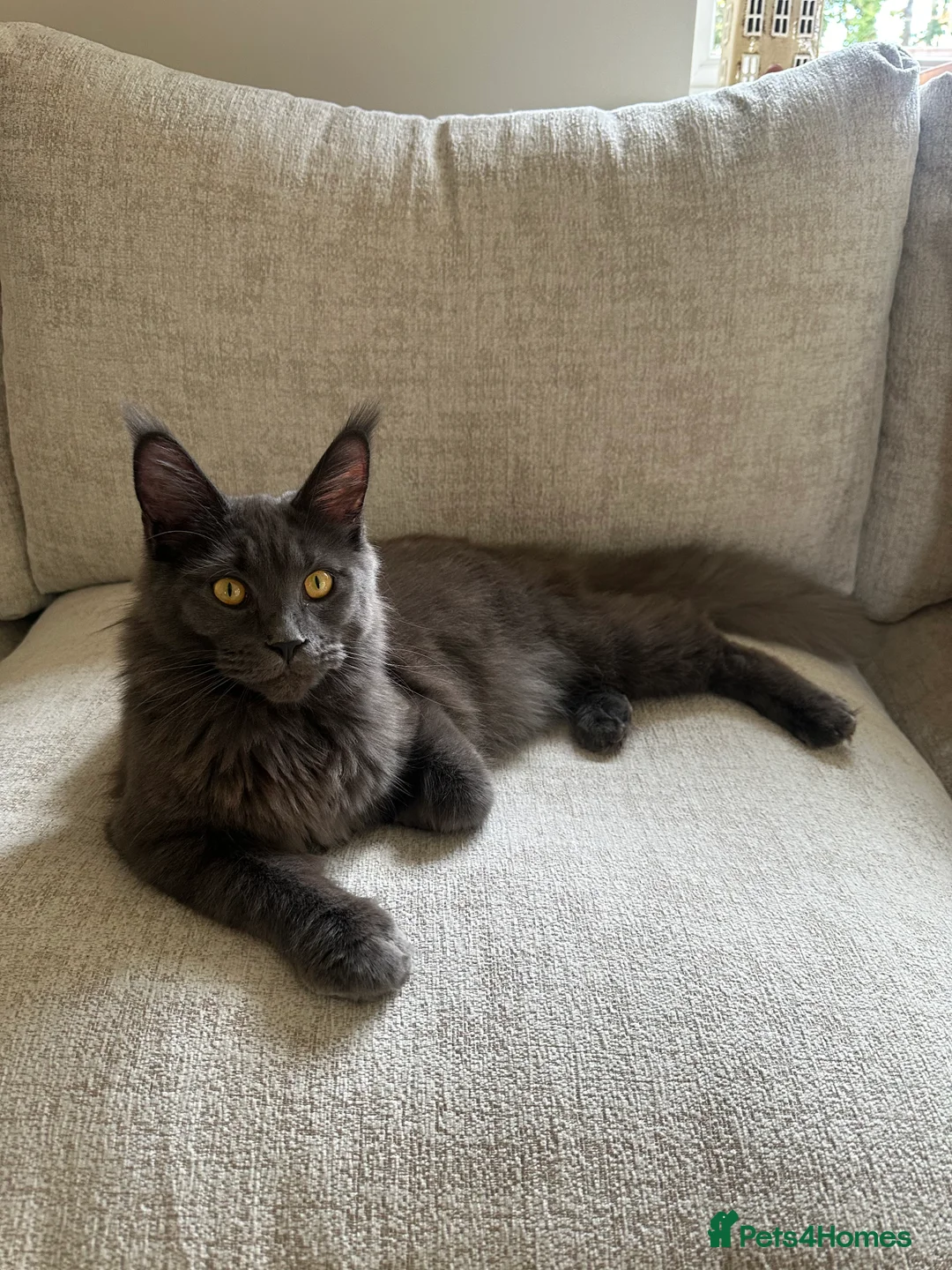 Maine Coon cats for sale: GCCF/Russian Champions BLUE SMOKE Kitten - Advert 13