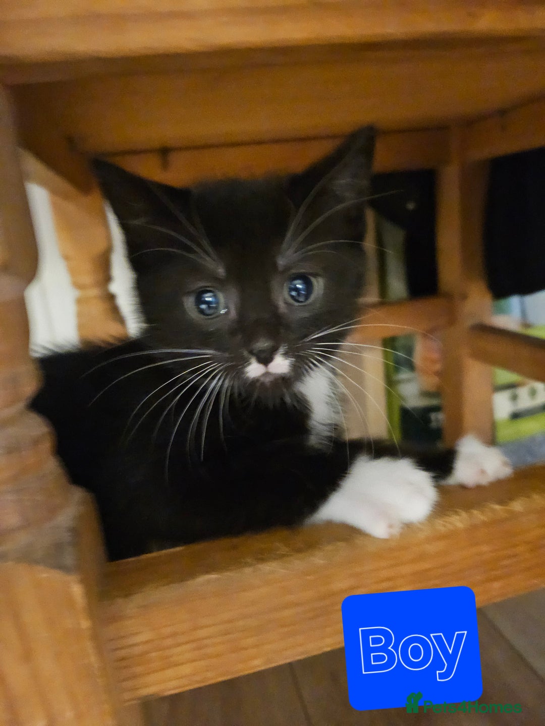 Mixed Breed cats for sale: 7 adorable black & white kittens  - Advert 4