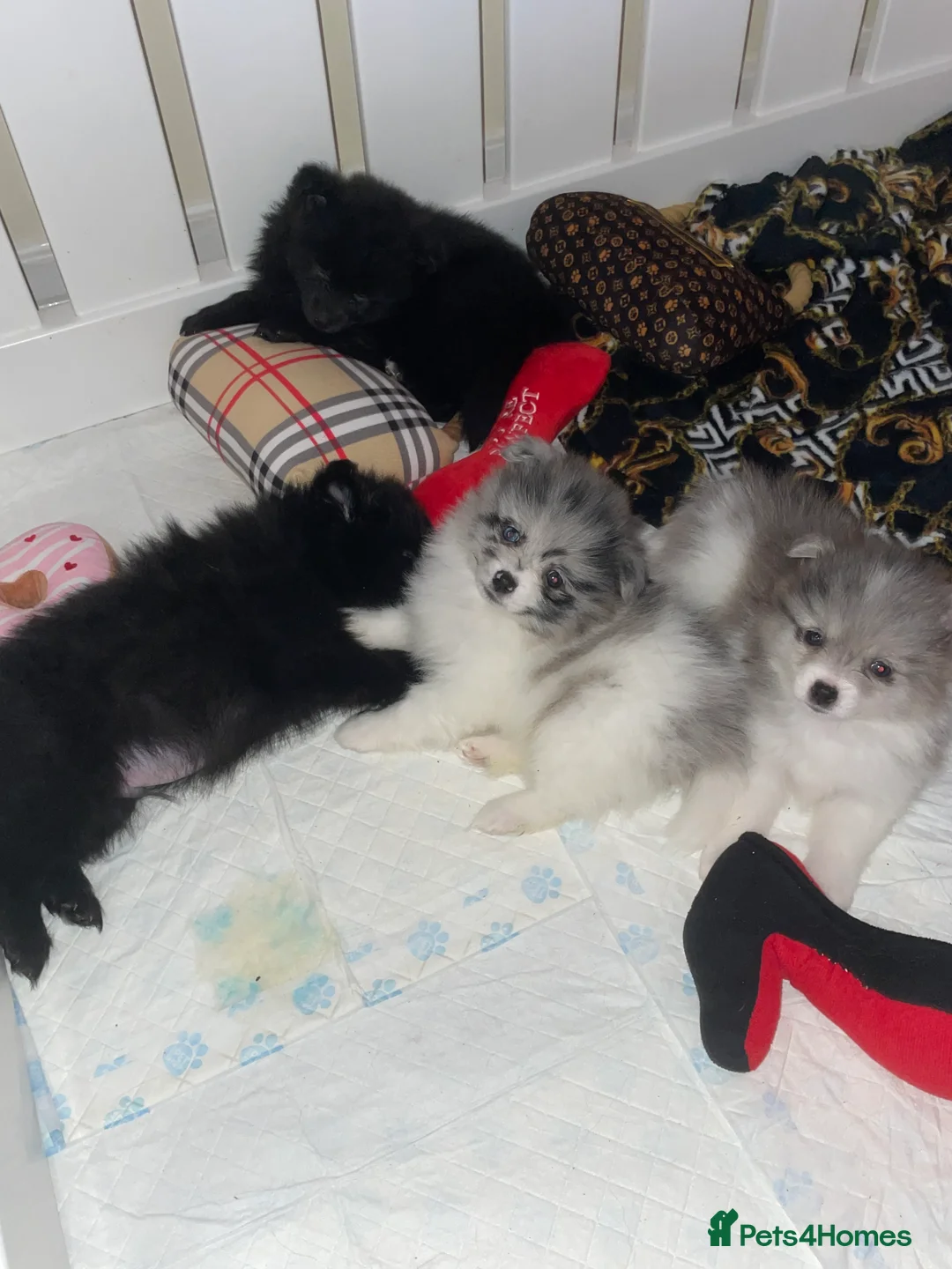 Pomeranian dogs for sale: Pomeranian puppies  - Advert 13