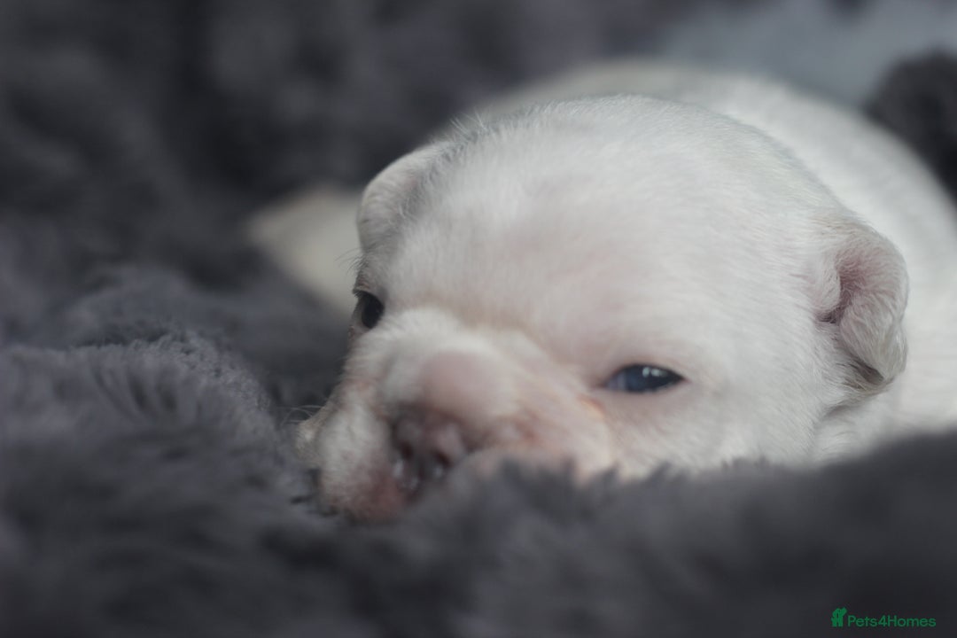 French Bulldog dogs for sale: Stunning French bulldog puppies  - Advert 33