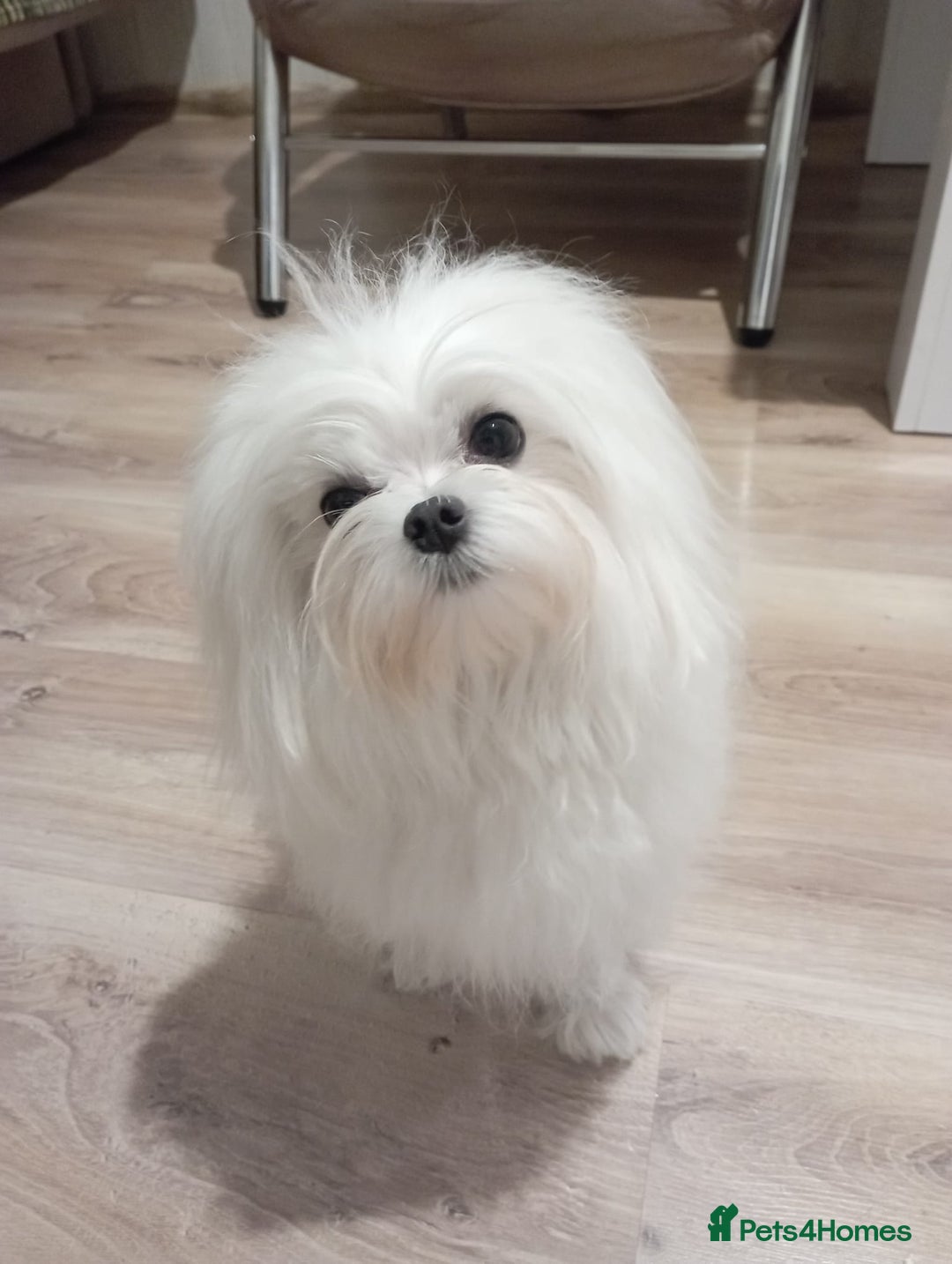 Maltese dogs for stud: Stunning,Proven - KC reg Maltese Stud in Castleford - Advert 5