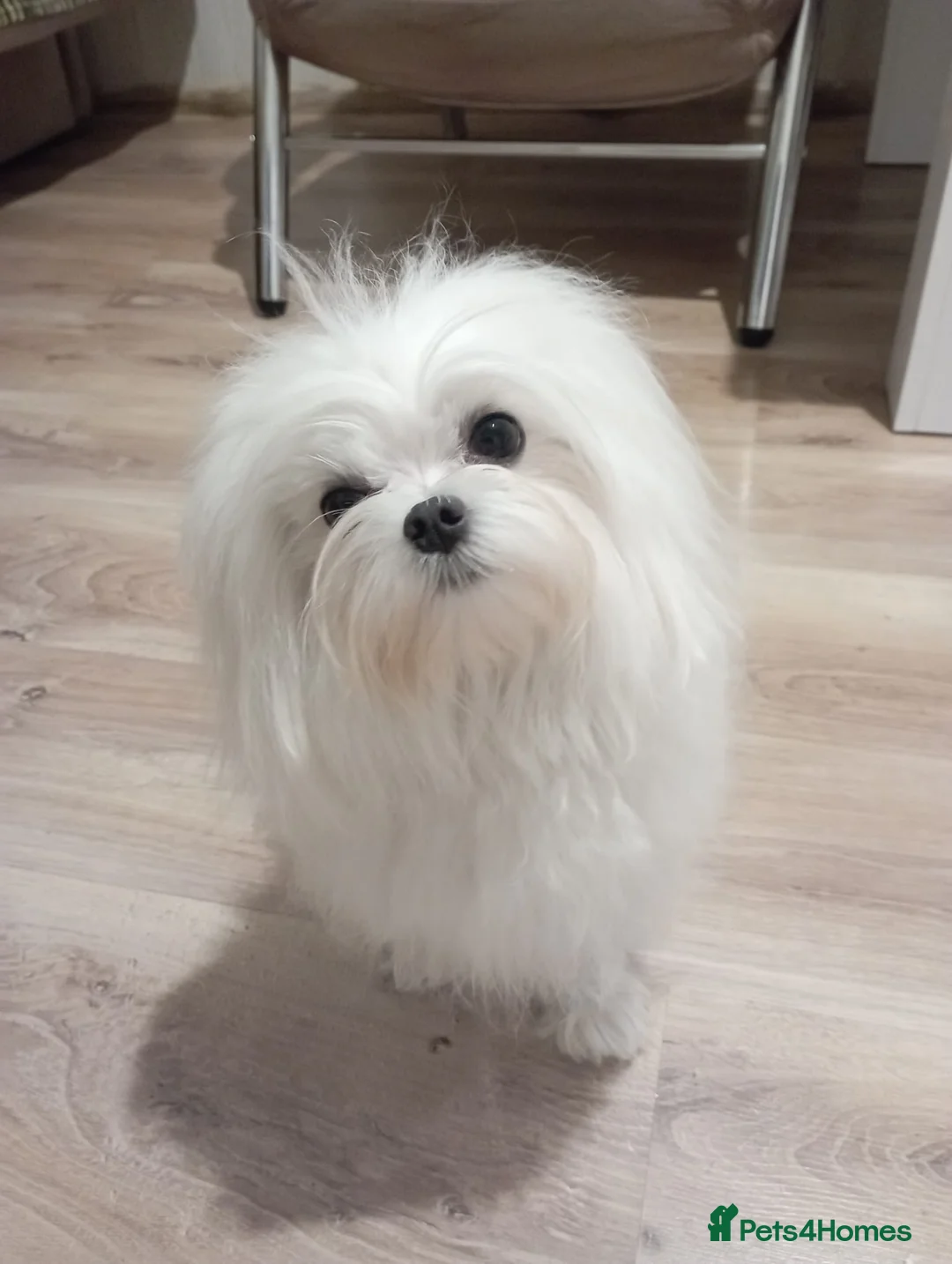 Maltese dogs for stud: Stunning,Proven - KC reg Maltese Stud in Castleford - Advert 5
