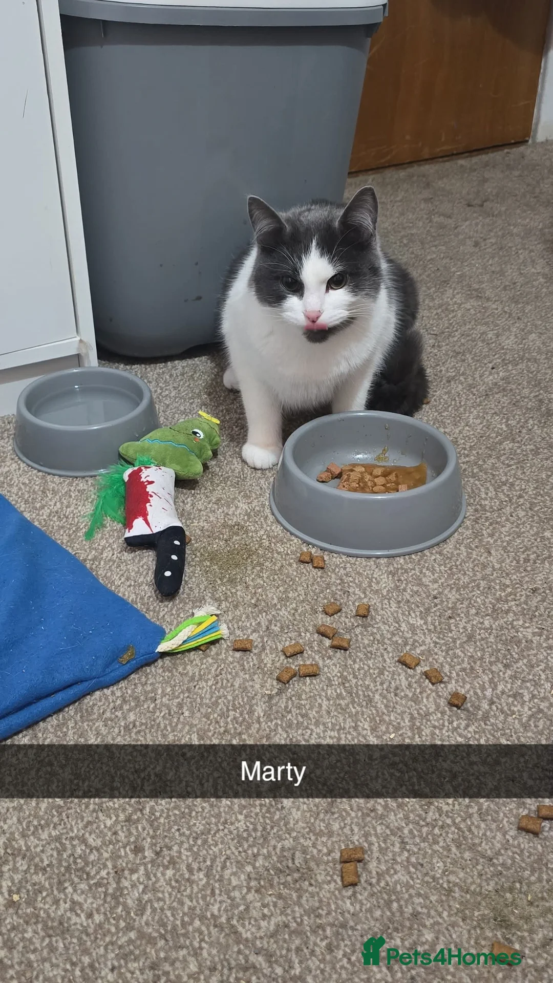 Mixed Breed cats for sale: Urgent Rehoming  - Advert 1