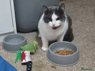 Mixed Breed cats Urgent Rehoming - Advert 3