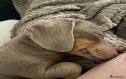 Miniature Dachshund dogs for sale: Isabella miniature dachshund  - Advert 4