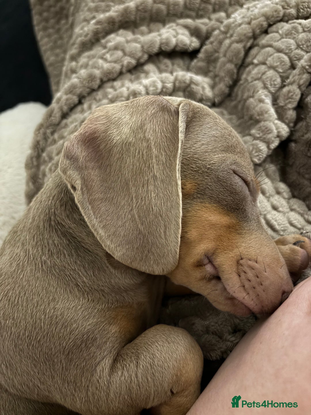 Miniature Dachshund dogs for sale: Isabella miniature dachshund  - Advert 4