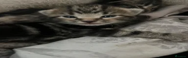 Bengal 2
