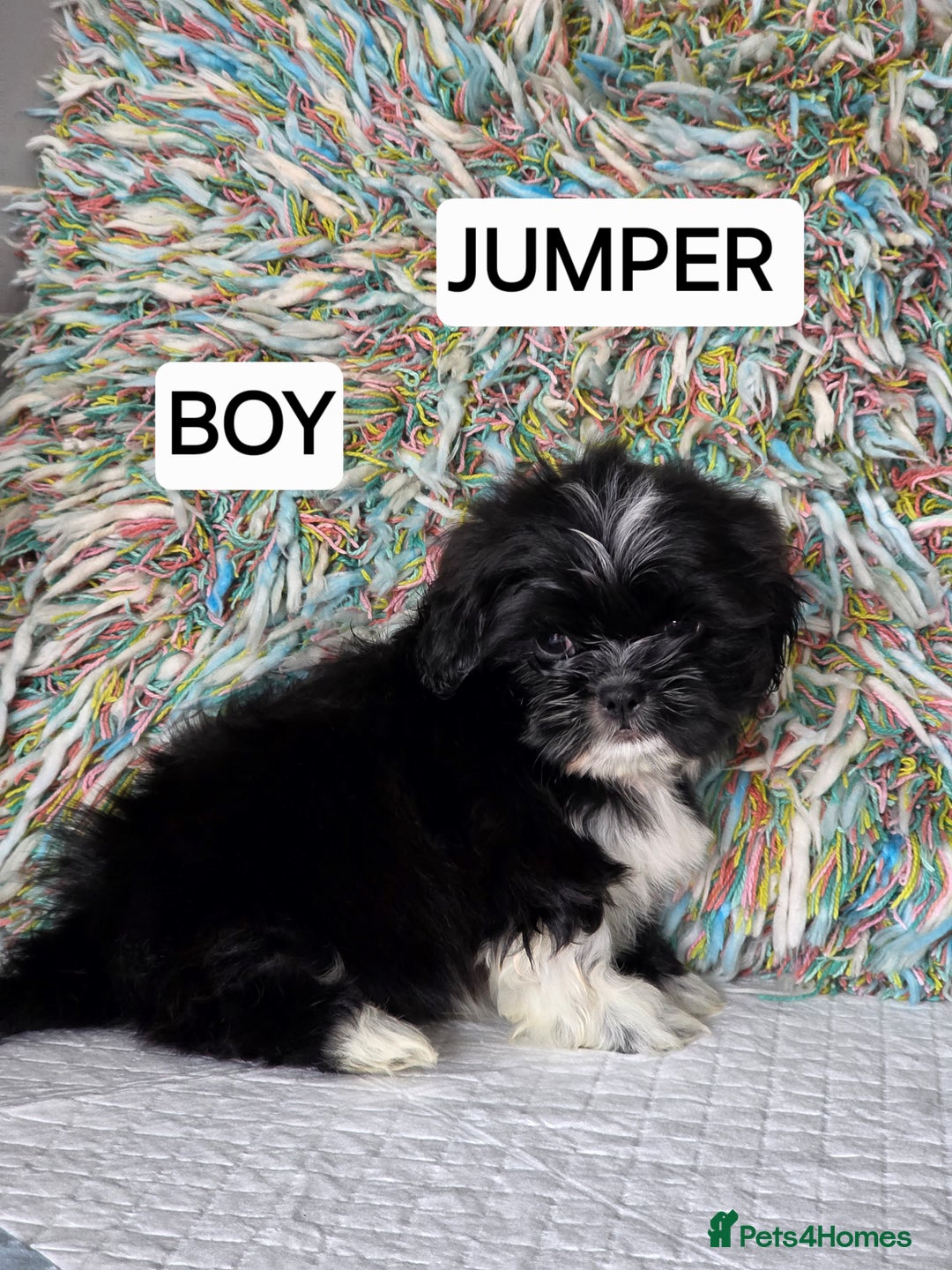 Shih Tzu dogs for sale: Stunning full pedigree miniature shih tzu puppies  - Image 4