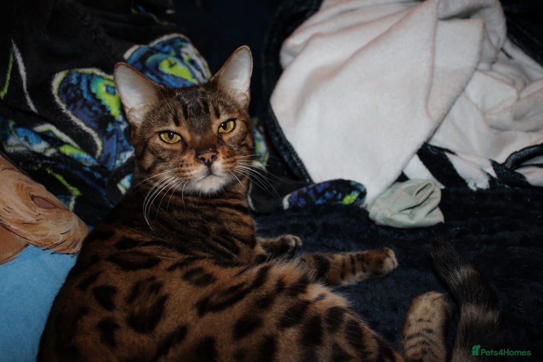 Bengal cats for sale: 7 years old Bengal cat  - Image 3