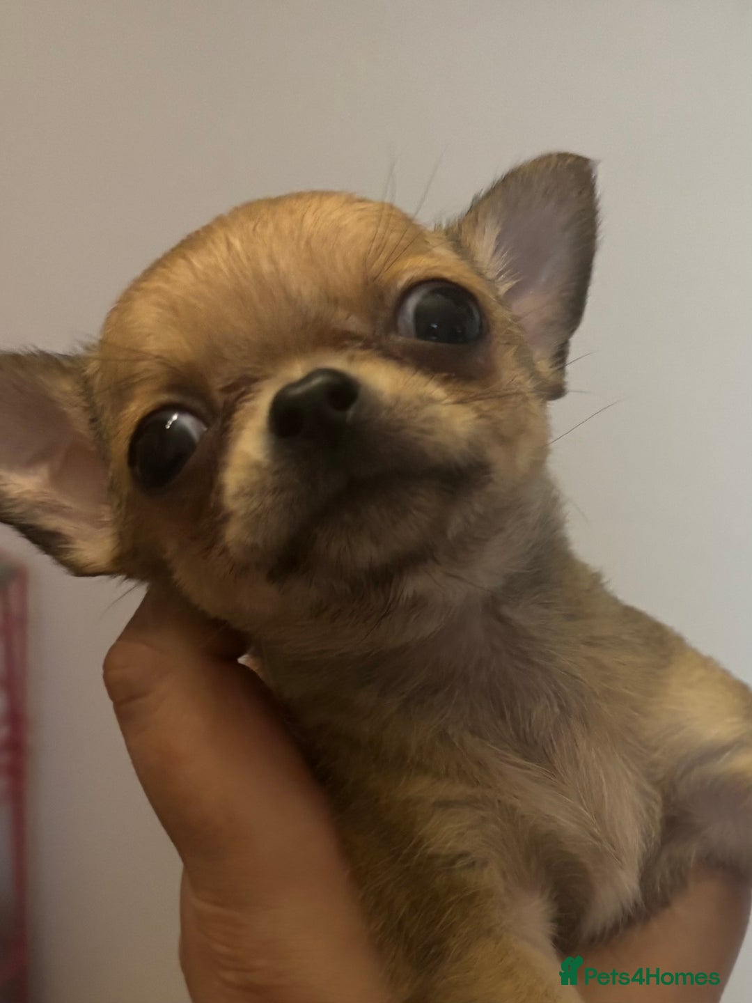 Chihuahua dogs for sale: Lovely chihuahua pups - Advert 3