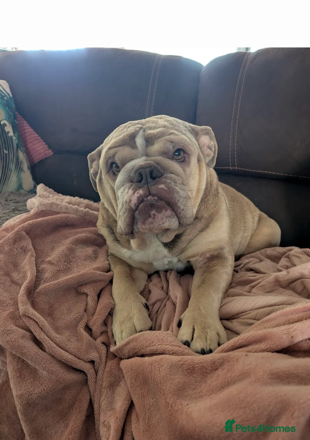 English Bulldog dogs for sale: tanned merle English bulldog  - Advert 7