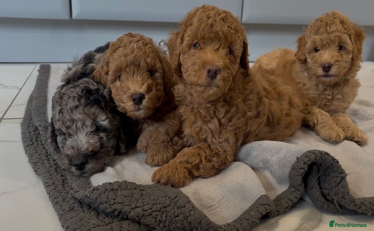 Cockapoo dogs - Advert 16
