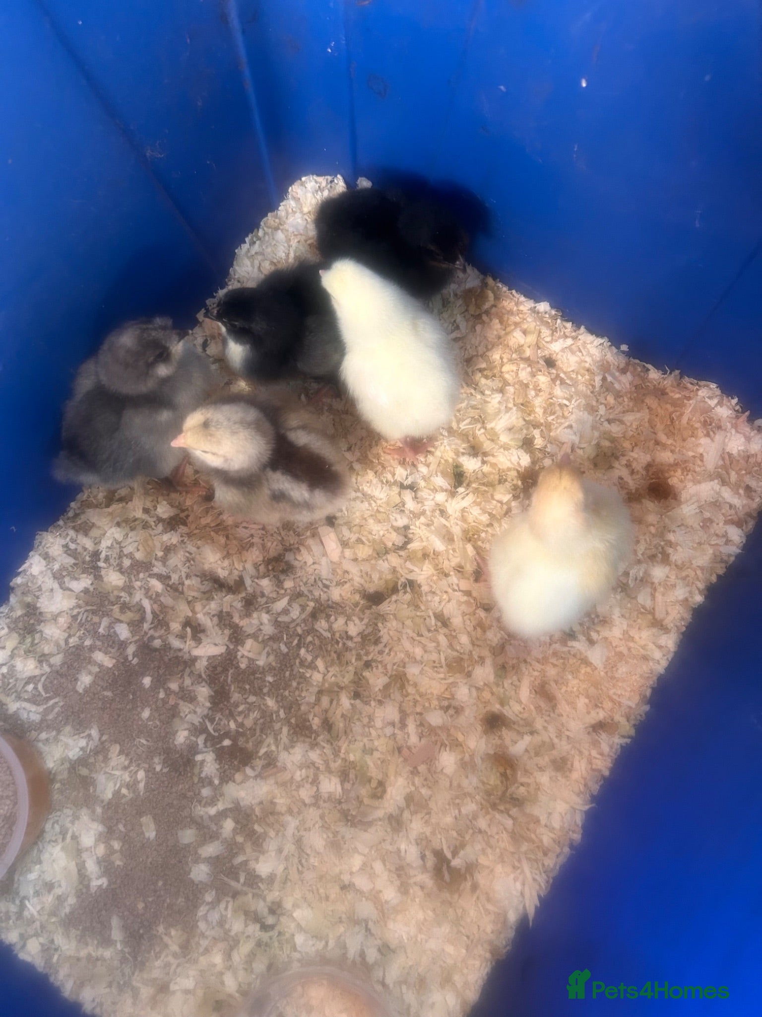 Chickens poultry Week old chicks for sale - Advert 1