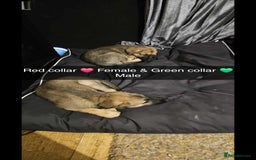 Mixed Breed dogs for sale: German Shepherd cross collie/lurcher puppies  - Image 7