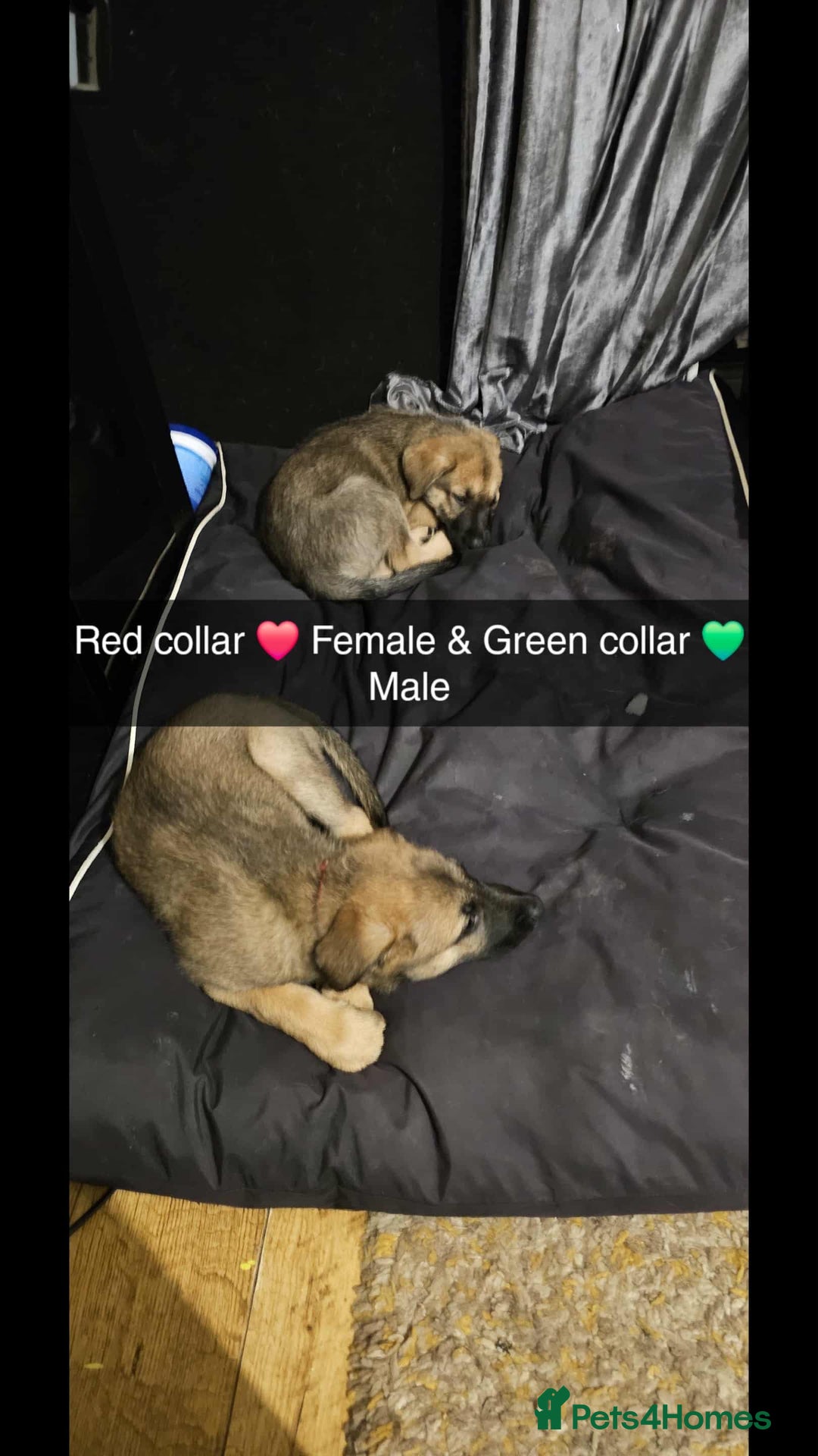 Mixed Breed dogs for sale: German Shepherd cross collie/lurcher puppies  - Image 7