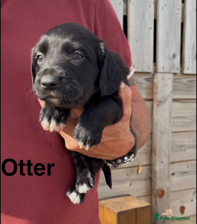 Mixed Breed dogs Beautiful Collie X cocker sprollies DNA health  - Advert 2