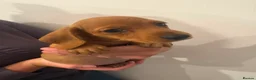Miniature Dachshund dogs for sale: beautiful miniature dachshund puppies - Advert 4