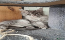 Maine Coon cats for sale: Maine Coon Kitten 3 - Fully health tested and Tica registered  - Image 1