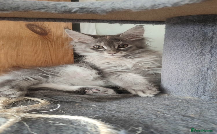Maine Coon cats in Great Missenden - Advert 1