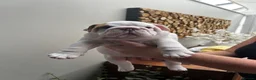 English Bulldog dogs for sale: Excellent Pedigree KC Reg British Bulldog Puppies  - Advert 8
