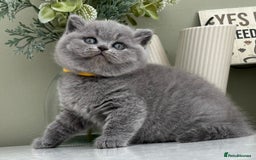 British Shorthair cats for sale: Stunning British Kittens - Image 19