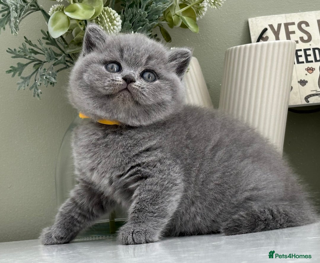 British Shorthair cats for sale: Stunning British Kittens - Image 19