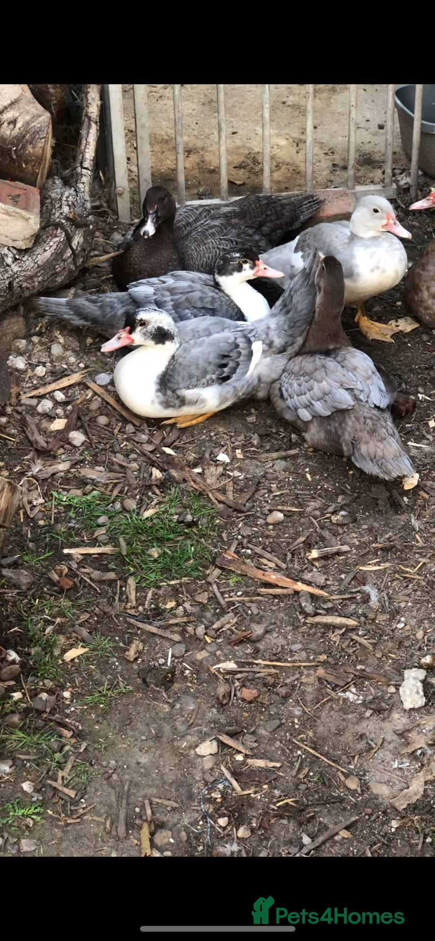 Ducks poultry Muscovy ducklings  - Advert 23
