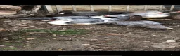 Ducks poultry for sale: Muscovy ducklings  - Advert 4