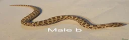 Snake reptiles for sale: Western hognoses babies - Advert 9