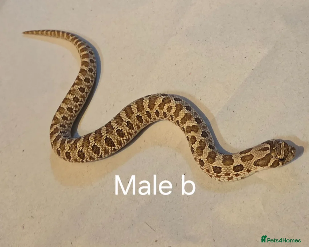 Snake reptiles for sale: Western hognoses babies - Advert 9